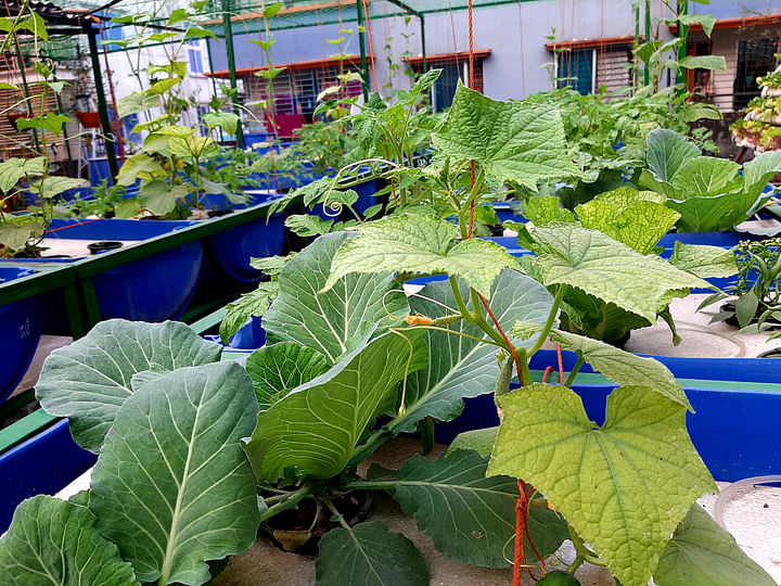 শাহ আলমের ছাদ বাগান