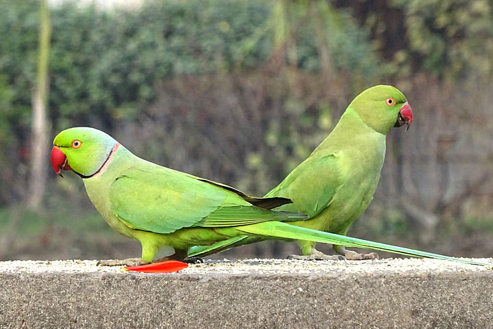 একই ছাদের নিচে থাকার স্বপ্ন