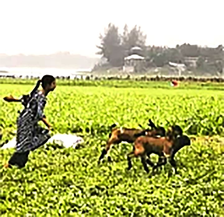 একটি কিশোরী চারটি অবাধ্য ছাগলের পেছনে ছুটছে 