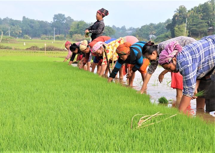 বীজতলা থেকে ধানের চারা সংগ্রহ করছেন পাহাড়ি নারীরা। কাপ্তাই হ্রদের পানি শুকিয়ে যাওয়ার পর জেগে ওঠা চরে চারা রোপণ করা হবে। রাঙামাটি শহরের রাঙাপানি গ্রাম এলাকায় আজ মঙ্গলবার সকালে