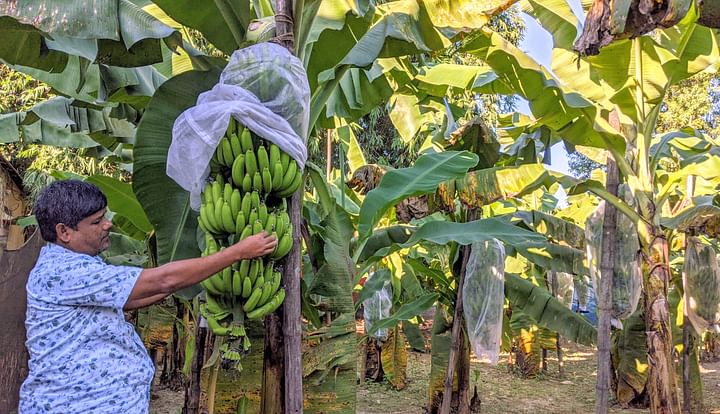 দেলোয়ার হোসেনের কলা বাগান।