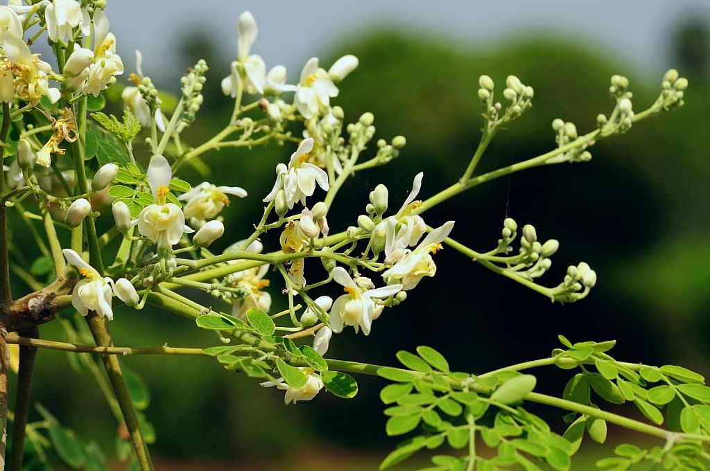 ফুল ভরা  শজনে শাখা