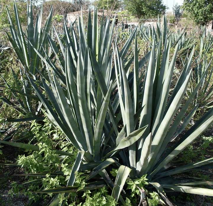 সাইসাল গাছ (আগাভি সিসালেনা-Agave sisalana। সূত্র: জর্জ অ্যালেন 