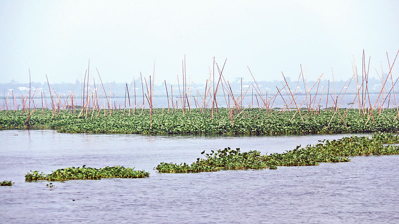 ছবি: দিনার মাহমুদ
