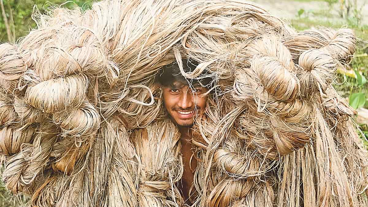 পাটের দামে হঠাৎ উত্থান–পতন | প্রথম আলো