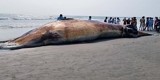 কক্সবাজারের হিমছড়ি সৈকতে ভেসে আসা মৃত তিমি