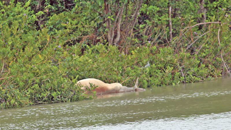 ছবি: প্রথম আলো