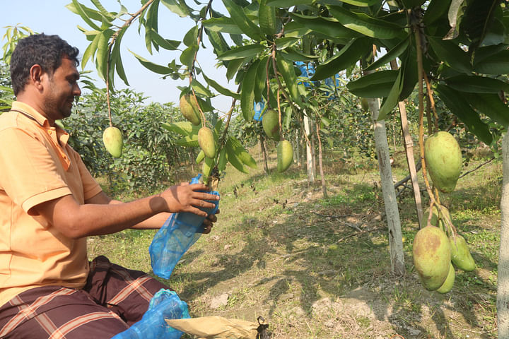 নিজেদের বাগানে মামুনুর রশিদ (সামনে)