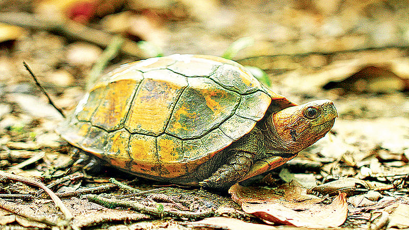 ছবি: অধ্যাপক কামরুল হাসান