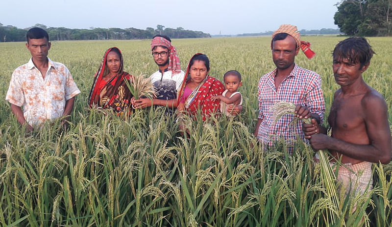 তীব্র খরতাপে পুড়ে চিটা হয়ে গেছে বোরো ধান। বরিশালের উজিরপুর উপজেলার সাতলা থেকে সম্প্রতি তোলা ছবি