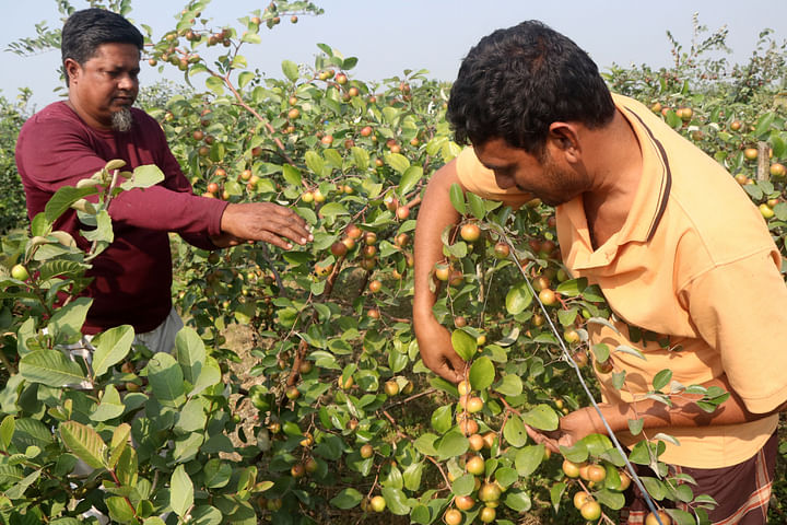 নিজেদের বাগানে শহীদুল ইসলাম ও মামুনুর রশিদ (সামনে)