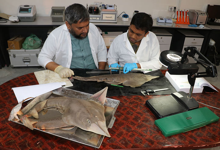 গিটারফিশ মাছ নিয়ে মাপজোক ও পরীক্ষায় ব্যস্ত দুজন।