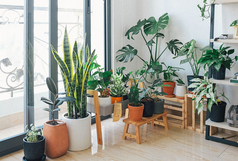 In interior decoration, plants not only enhance the decoration, but also protect the environment