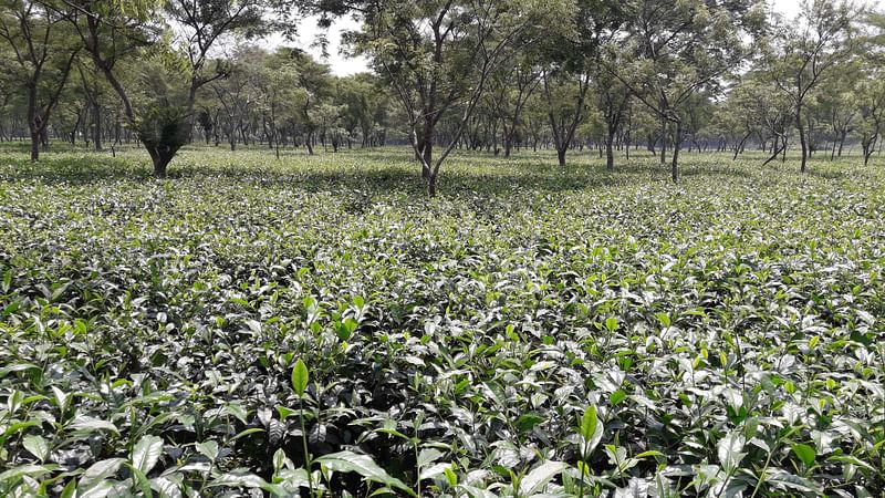 পঞ্চগড় সদর উপজেলার অমরখানা ইউনিয়নের মহারাজার দিঘী এলাকার একটি চা–বাগান। ৩ জুন দুপুরে তোলা