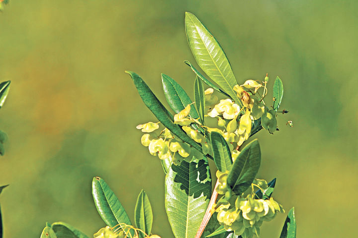 ফলসহ ডোডোনিয়া