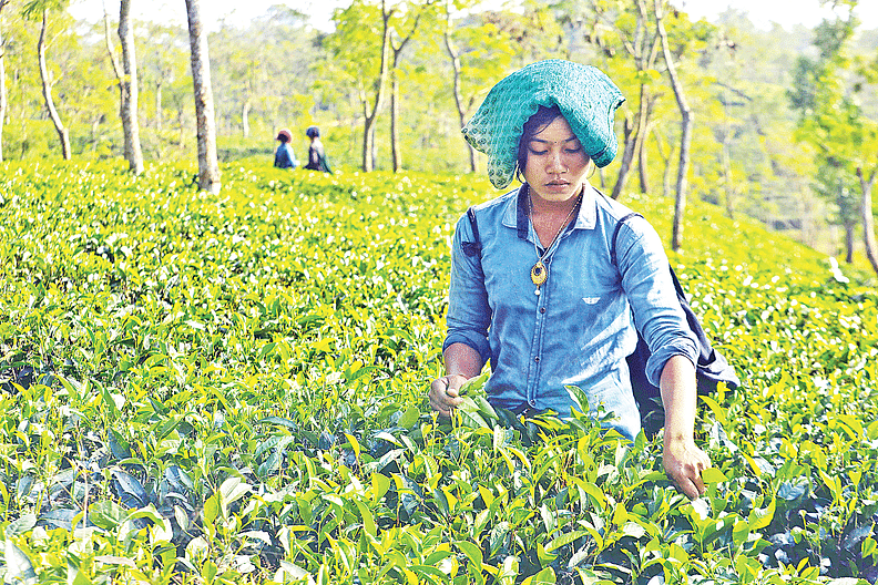 চট্টগ্রামের ফটিকছড়ির নেপচুন চা-বাগান। ছবি: সৌরভ দাশ