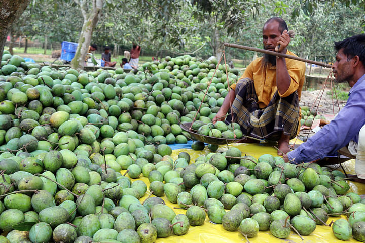 আমের উৎপাদন ভালো, দাম সহনীয়