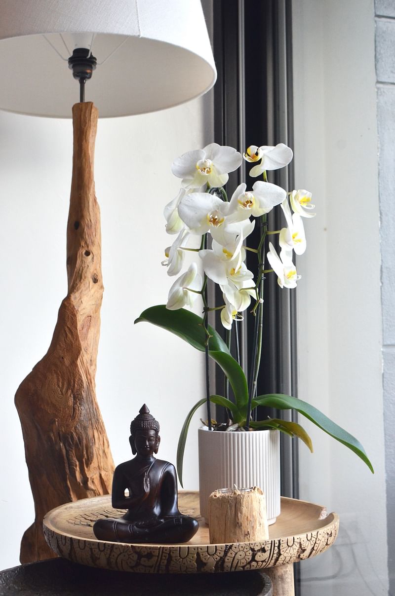 Orchids release oxygen at night