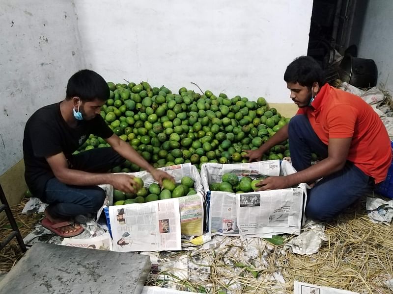 জুয়েল মামুন ও আলমগীর হোসেন রাজশাহীর বানেশ্বর বাজারে আম প্যাকেটিংয়ে ব্যস্ত।