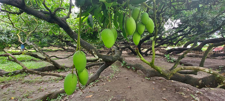 আমের উৎপাদন ভালো, দাম সহনীয়