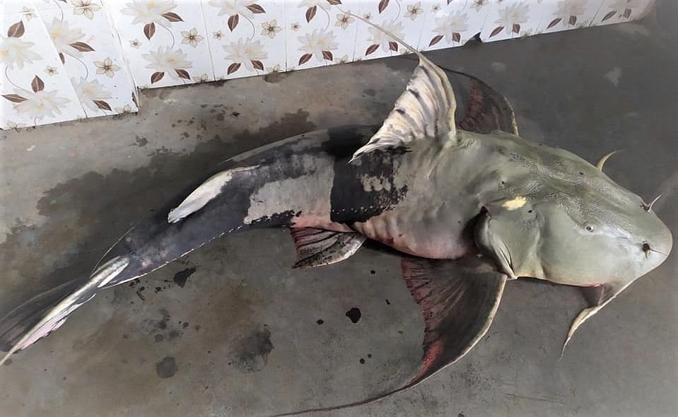 ৪৮ কেজি ওজনের বাগাড় মাছটি বিক্রি হয়েছে ৪৩ হাজার টাকায়