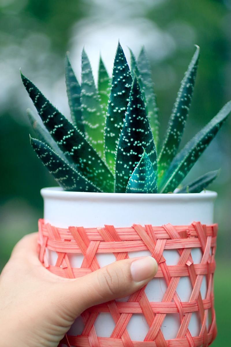Aloe vera increases the level of oxygen in the house
