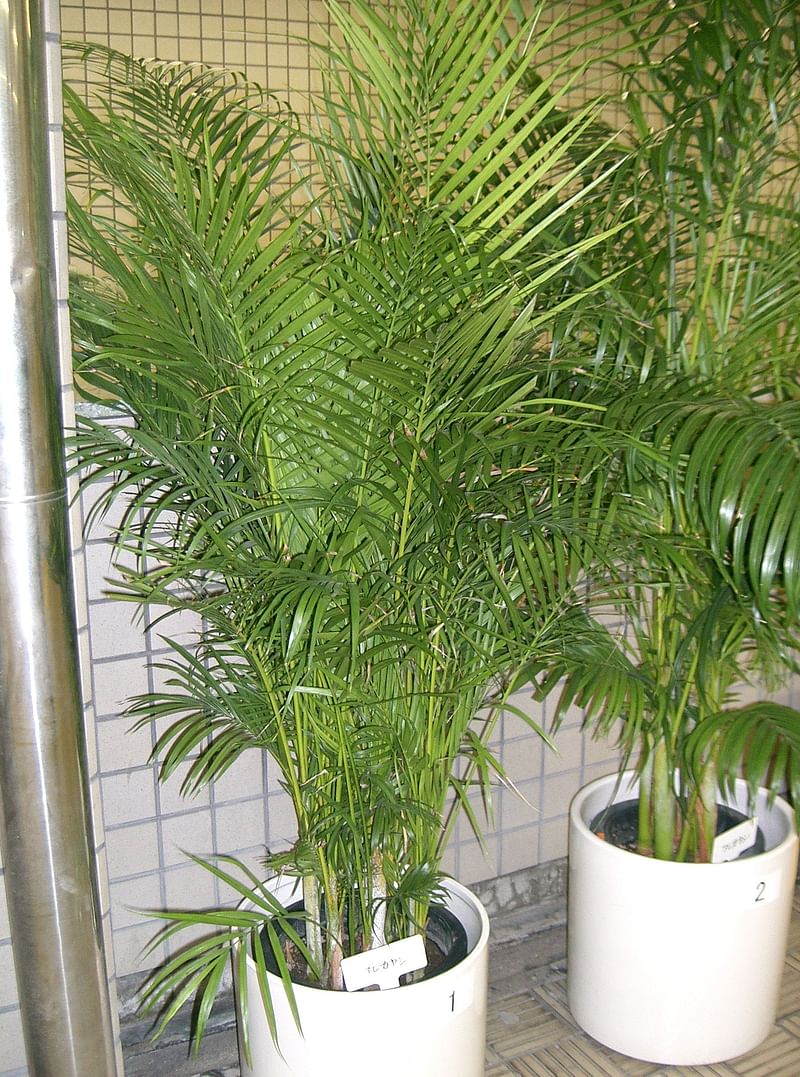 Erica Palm removes toxic gases and contaminants