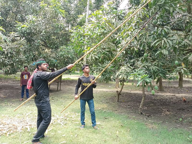 রাজশাহীর একটি বাগানে আম পাড়ছেন দুই ভাই জুয়েল মামুন ও আলমগীর হোসেন