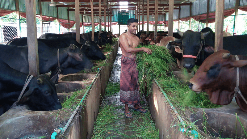 A farmer is feeding the cows on the farm. Taken recently from the village of Afra in Santhia.