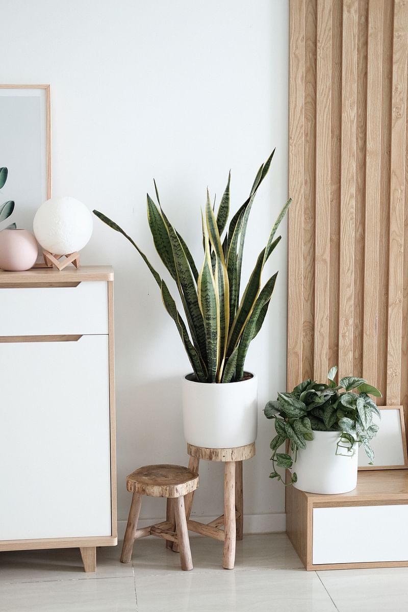Snake plants absorb carbon dioxide at night and release oxygen