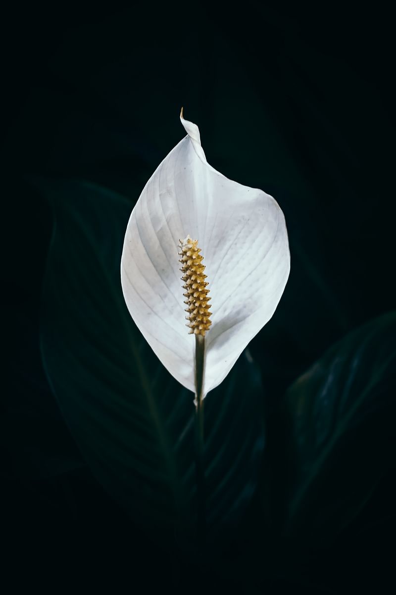 Peace Lily is an excellent air purifier