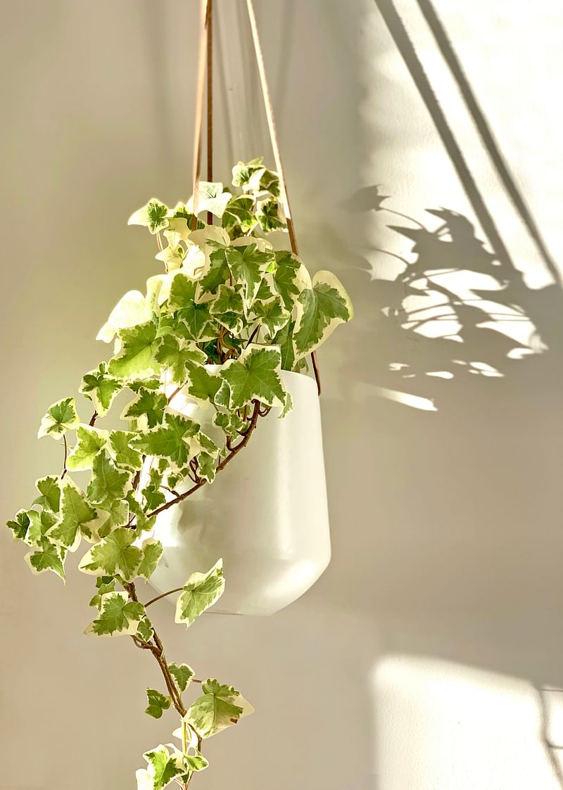 English ivy absorbs 60 percent of the toxins in the air