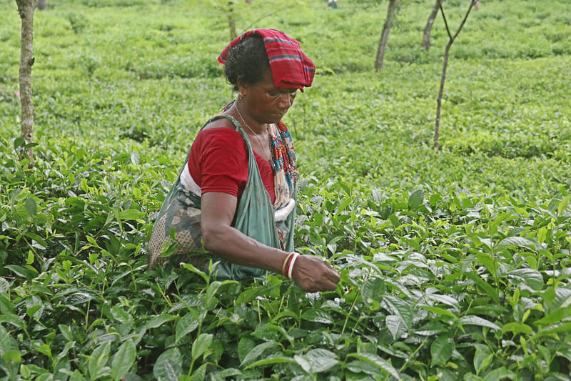 প্রথম জাতীয় চা দিবস পালিত হবে ৪ জুন