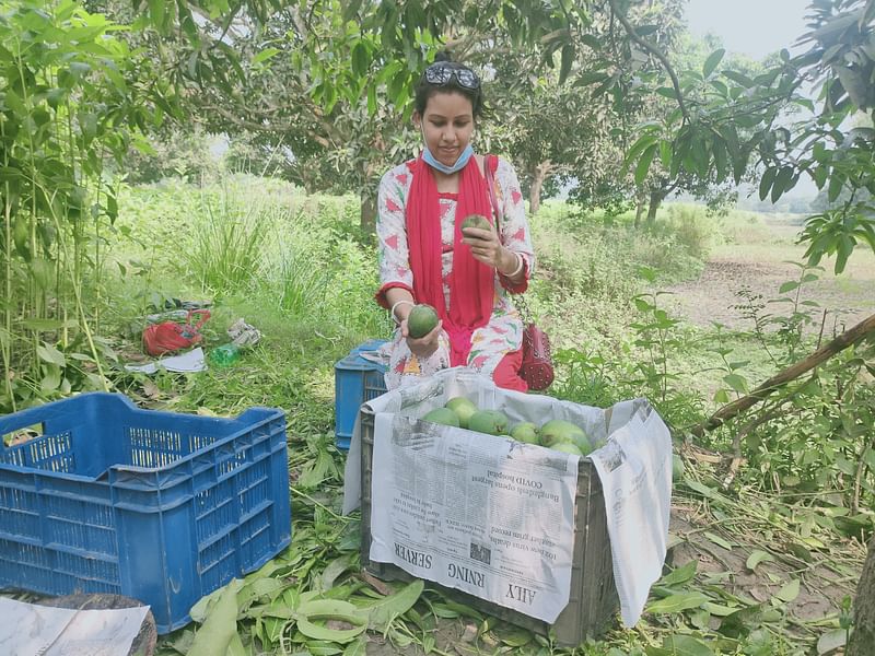 রাজশাহী মহিলা কলেজের শিক্ষার্থী নিপা সেনগুপ্তা পবা উপজেলার দোয়ারি গ্রামের একটি আমবাগান থেকে আম সংগ্রহ করছেন