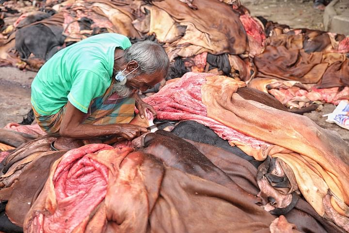 চামড়া সংগ্রহে ব্যস্ত মৌসুমি চামড়া ব্যবসায়ীরা। কলাবাগান, ঢাকা, ২১ জুলাই।
