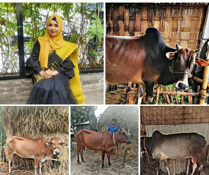 বসুন্ধরার মিতাশা রহমান খান গরু নিয়ে অনলাইনে এবারই প্রথম ব্যবসা করছেন।
