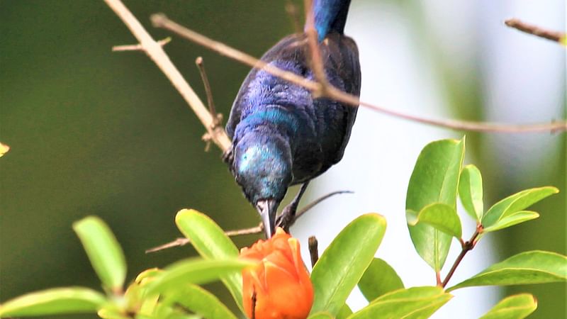 ডালিমগাছে বেগুনি মৌটুসি 