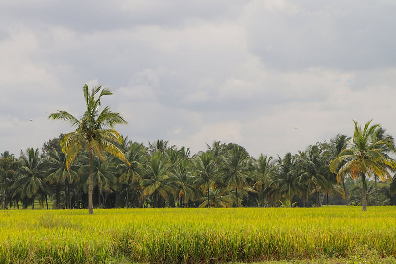 ছবি: পেক্সেলস