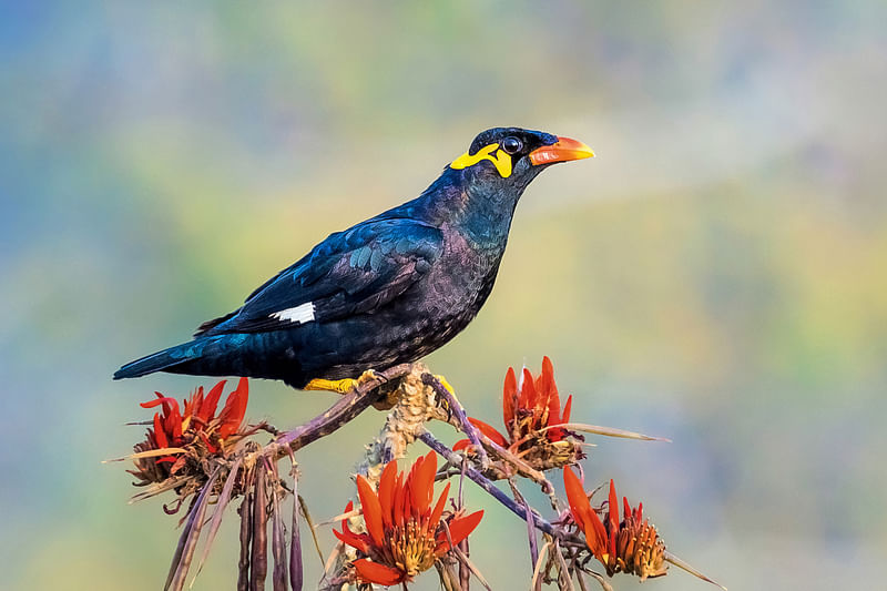 ছবি: উইকিমিডিয়া কমনস