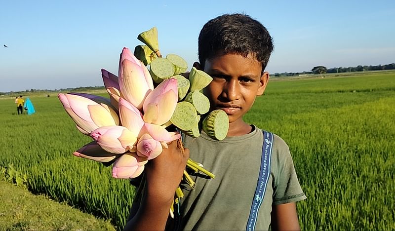 কিশোরগঞ্জে তাড়াইলে ঘোষপাড়া পদ্মবিল থেকে পদ্মফুল তুলে বাড়ি ফিরছে শিশুটি। তাড়াইল, কিশোরগঞ্জ, ২৫ সেপ্টেম্বর