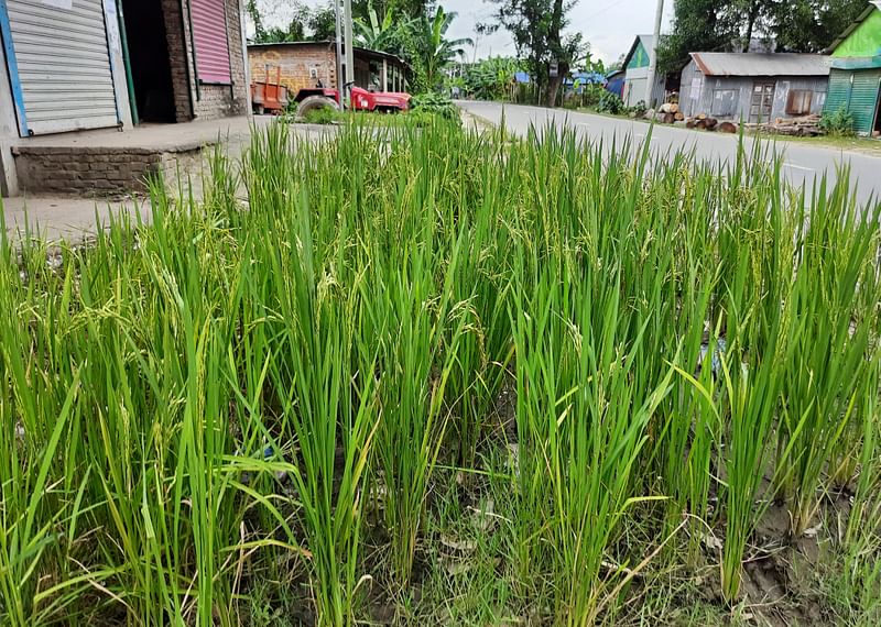 আমিরাবাদ-কচুয়া সড়কের পাশে আটকে থাকা বৃষ্টির পানিতে মোহাম্মদপুর গ্রামের বাসিন্দা ও আসবাবপত্র ব্যবসায়ী জাকির হোসেন ধানের চারা রোপণ করেছেন মাস দেড়েক আগে। রোপণ করা চারা থেকে কিছুদিন পর পাকা ধান পাওয়া যাবে। নতুনবাজার, দাউদকান্দি, কুমিল্লা, ২৫ সেপ্টেম্বর