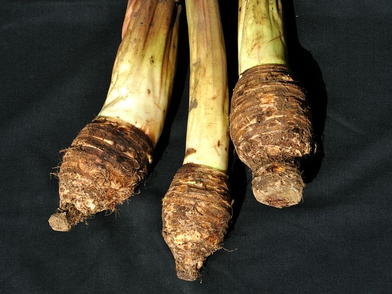 কচুর মূল