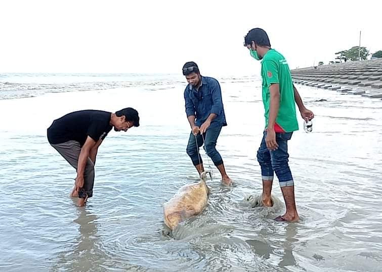 সমুদ্র সৈকতে ভেসে আসা মৃত ডলফিনটি সরিয়ে নেওয়া হচ্ছে। বৃহস্পতিবার সকালে পটুয়াখালীর কুয়াকাটা সমুদ্র সৈকতের সানসেট পয়েন্টে