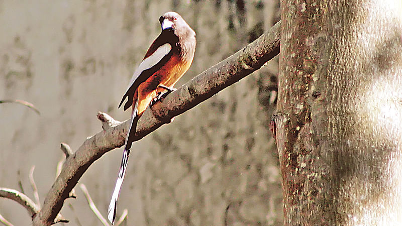 এস আই সোহেল