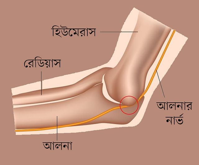 হাতের কনুইয়ে হালকা টোকা দিলে বৈদ্যুতিক শকের মতো লাগে কেন? 