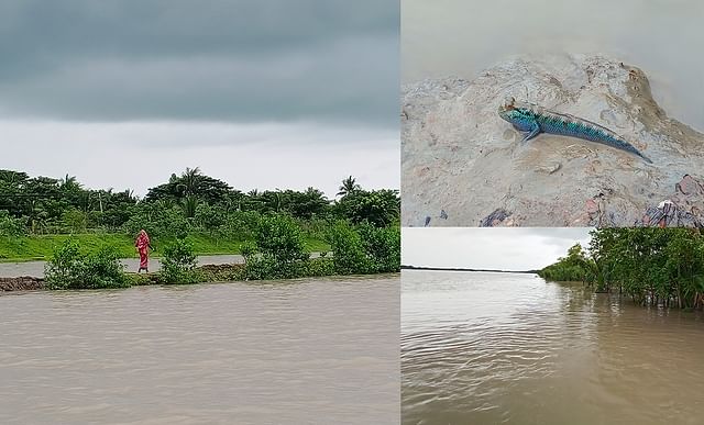 ভদ্রার মেনির কাছে পানি আর কাদা দুই ই প্রিয়