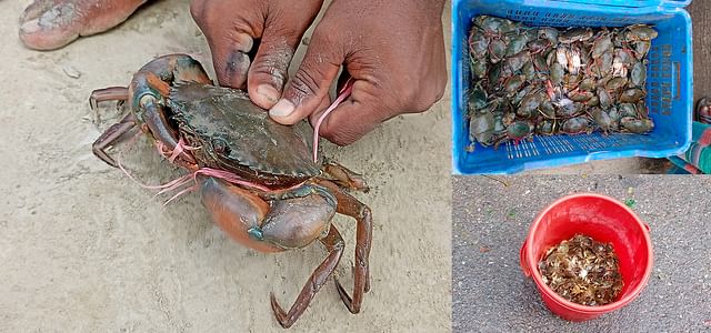 নানা বয়সী কাঁকড়া হচ্ছে কালো সোনা