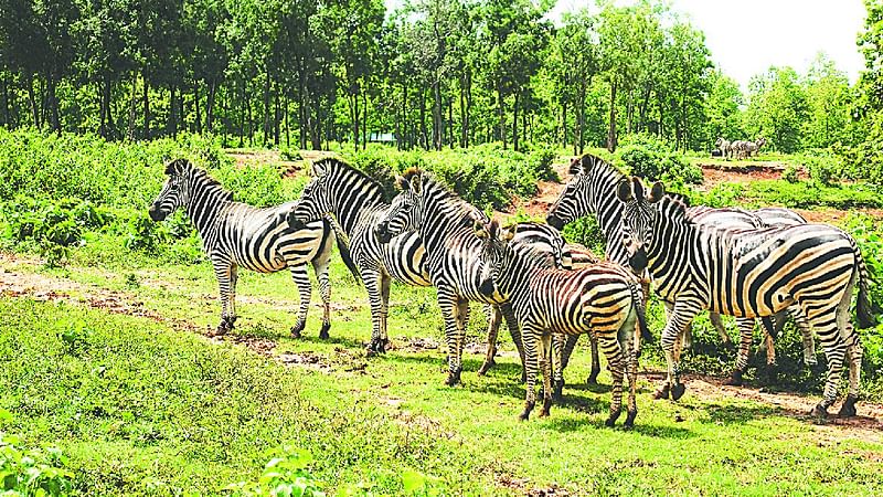 গাজীপুরে বঙ্গবন্ধু শেখ মুজিব সাফারি পার্কে জেব্রার দল। গতকাল দুপুরে।  প্রথম আলো