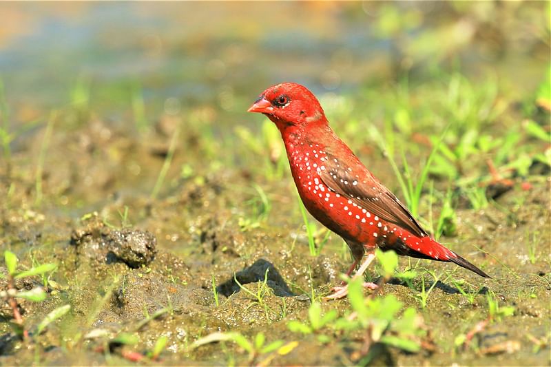 ছবি: তুহিন ওয়াদুদ