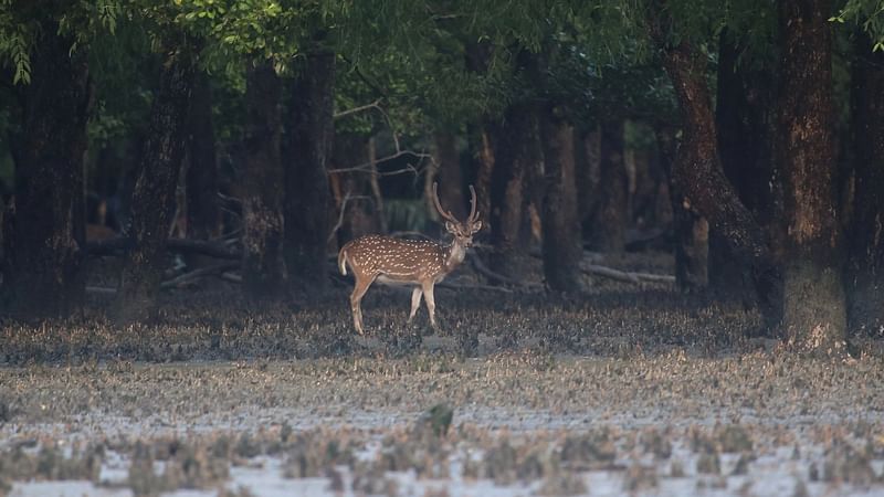 ছবি: সাদ্দাম হোসেন